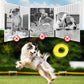 Dog Chew Toy Fetch Ball & Flying Disc